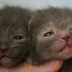 Image for article titled Humans create cat werewolves—and they're very cute and very spooky